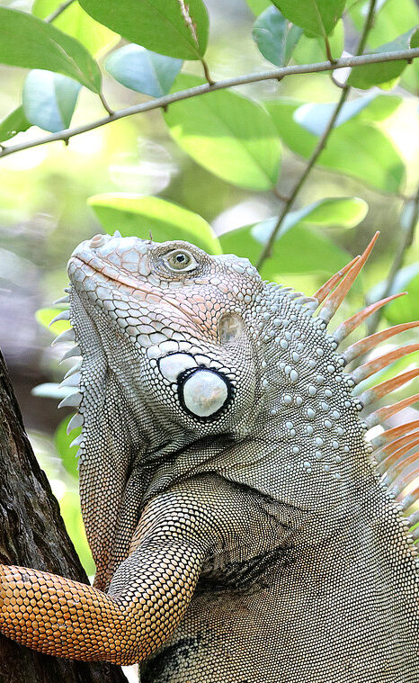 Iguana Removal Services