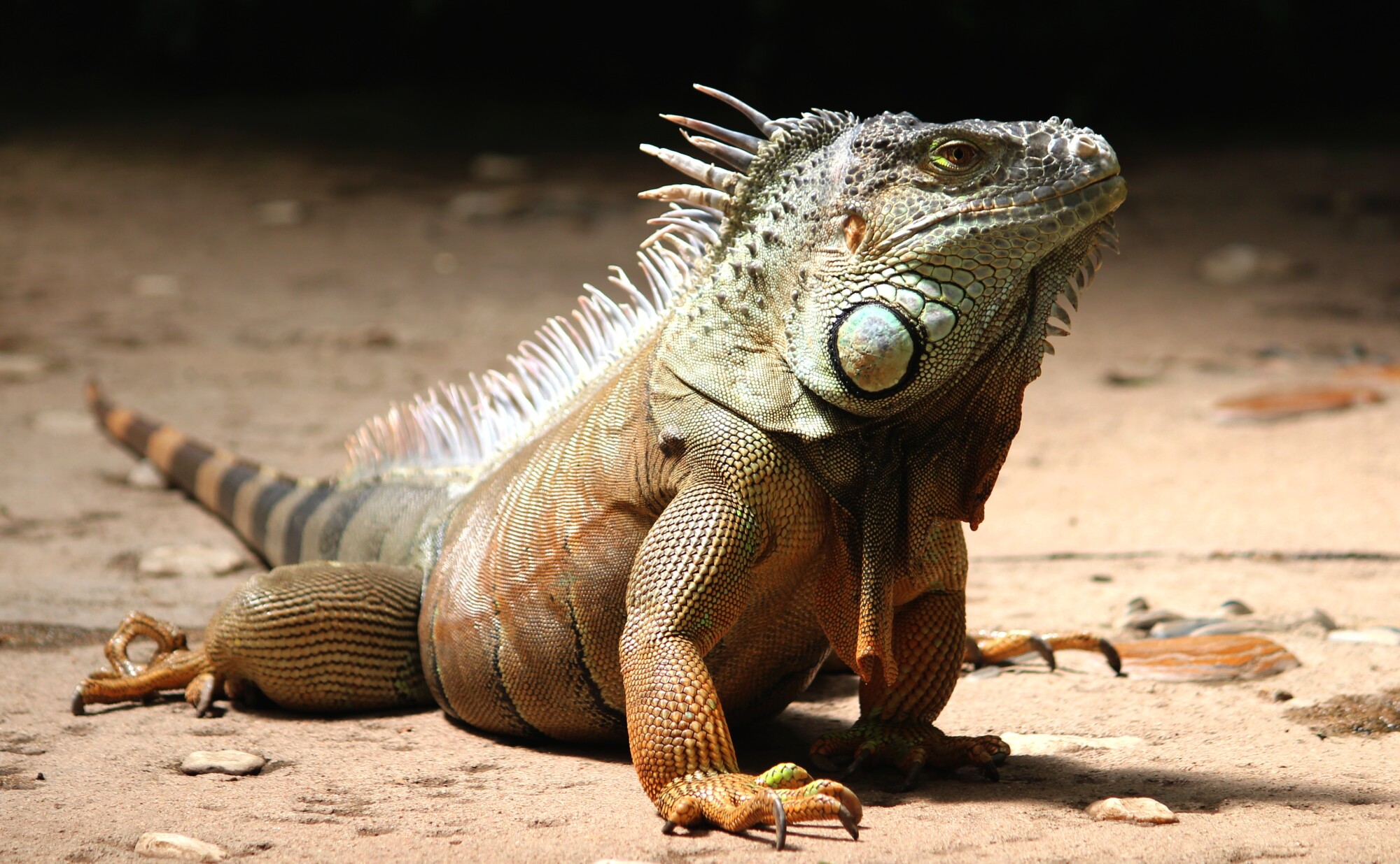 green iguana