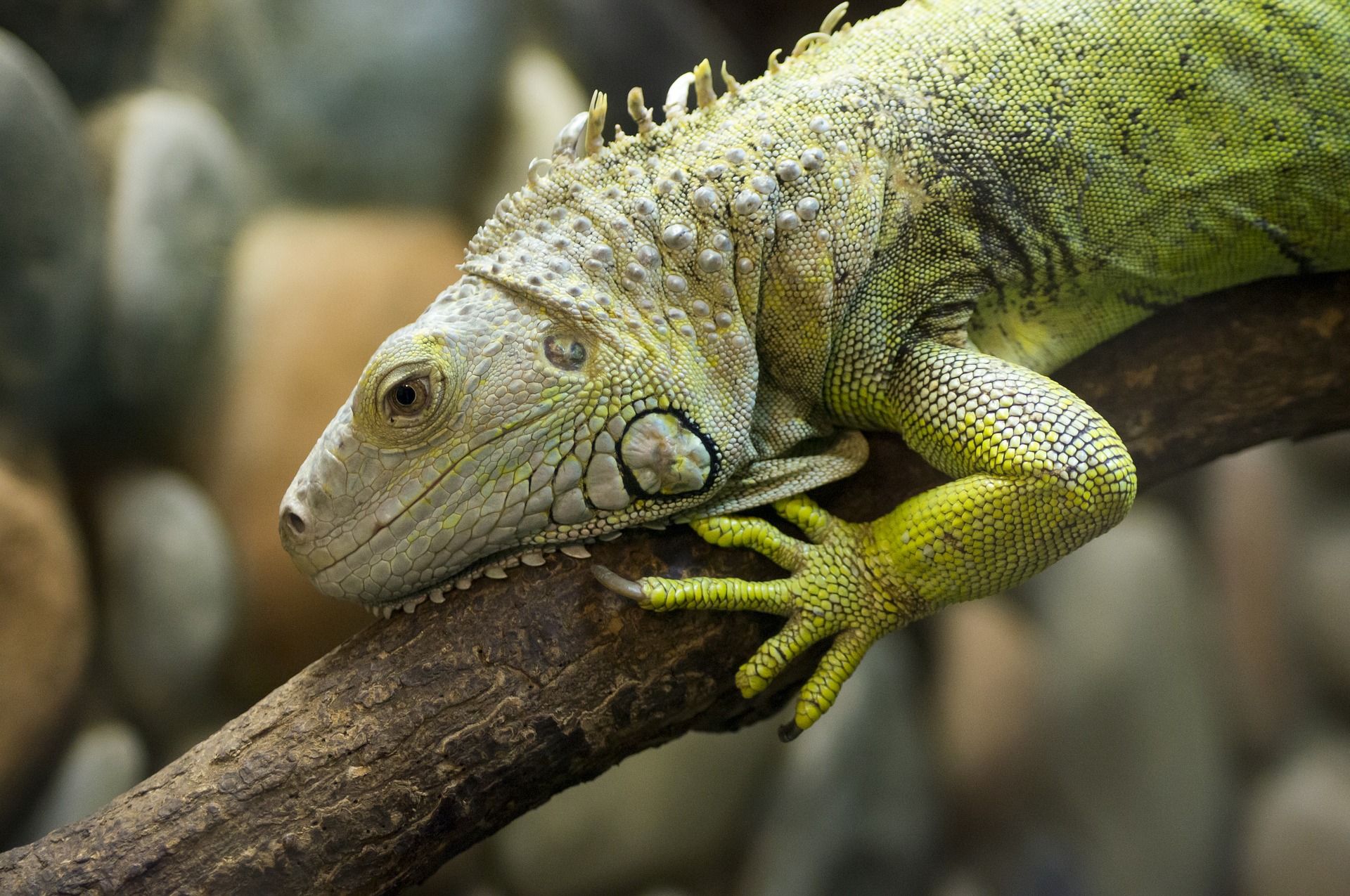 iguana removal