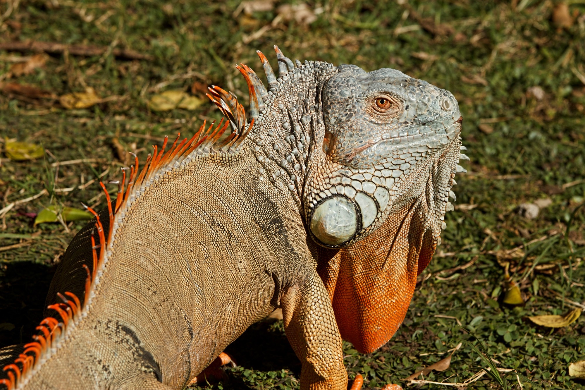 iguana