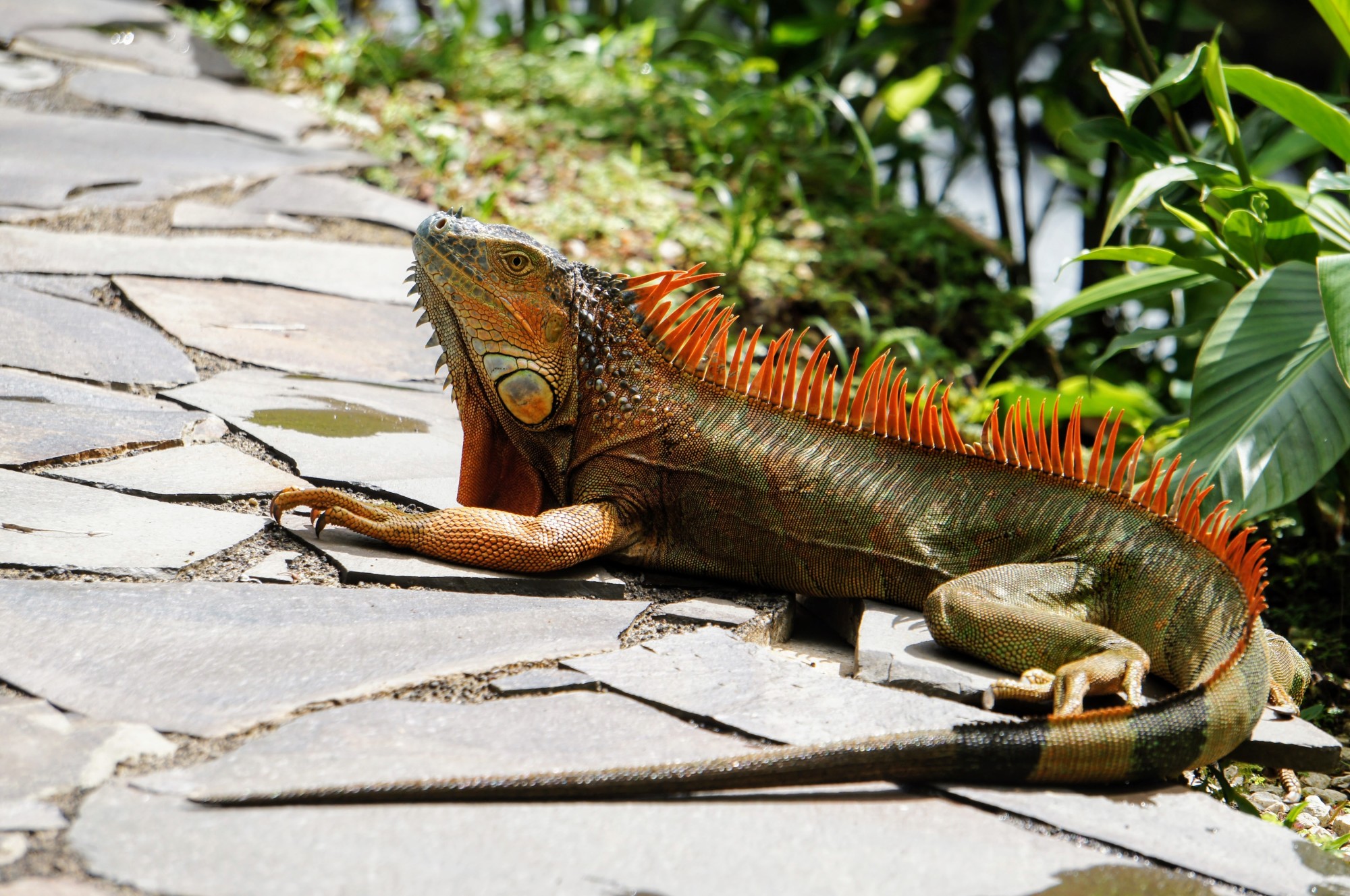 keep iguana out of your home