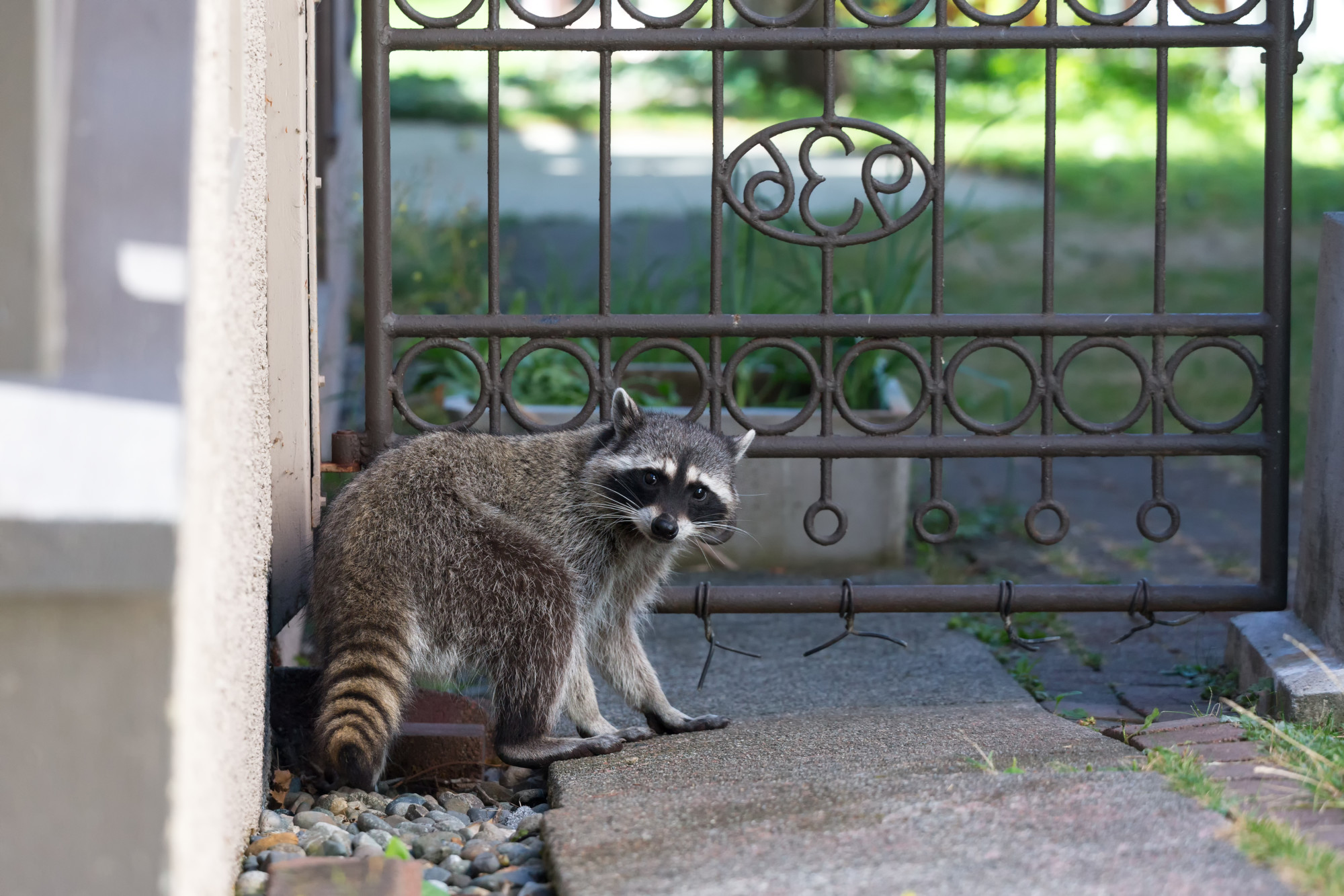 signs of raccoons