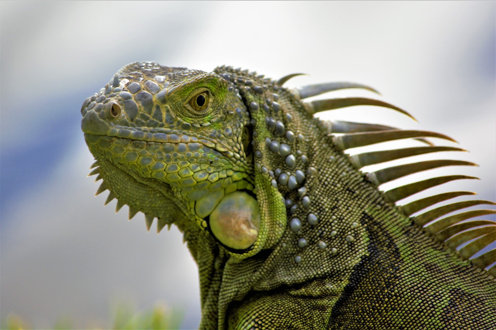 green iguana miami