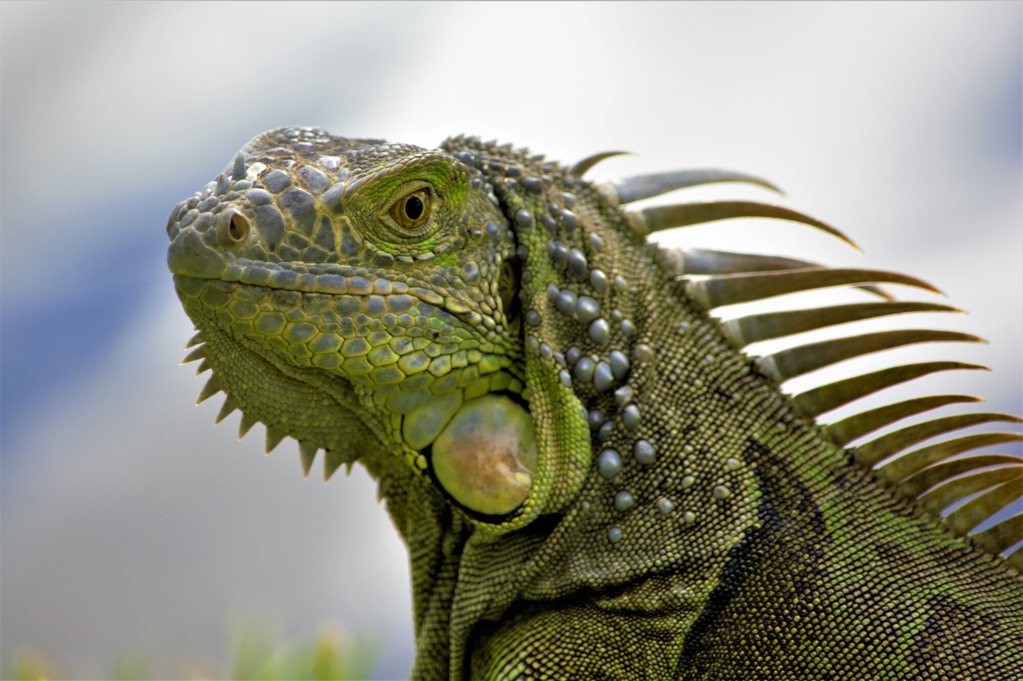 green iguana