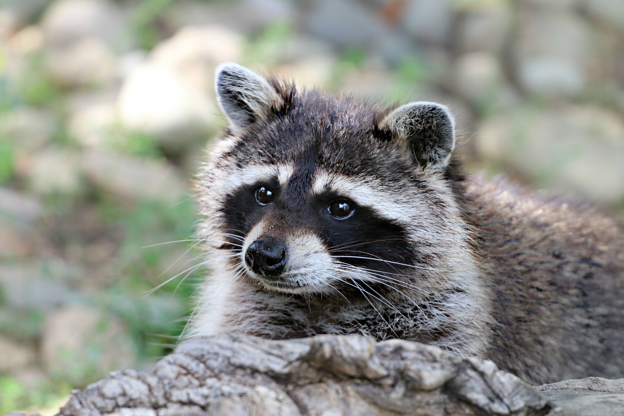 raccoon removal