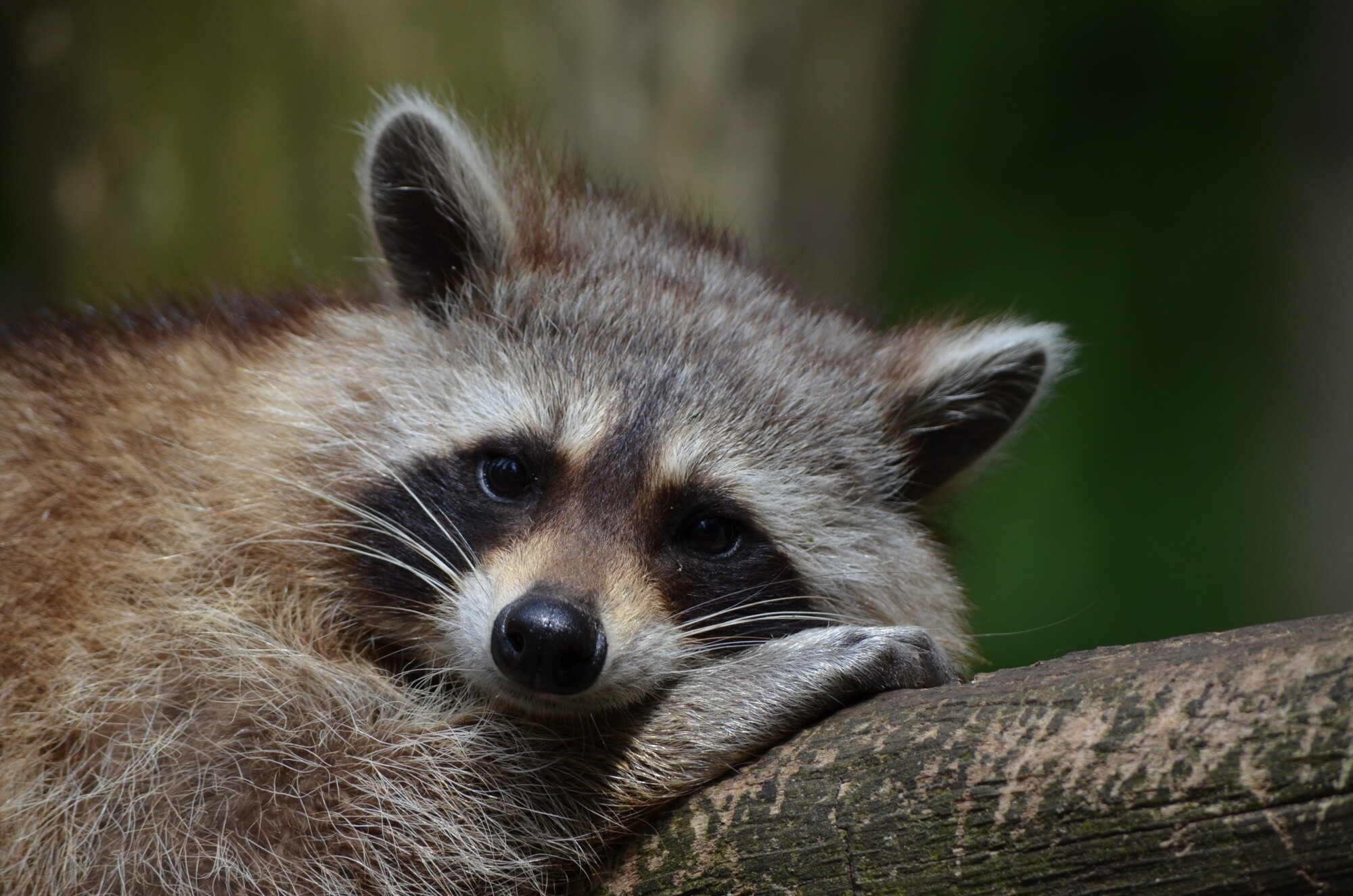 Raccoon facts