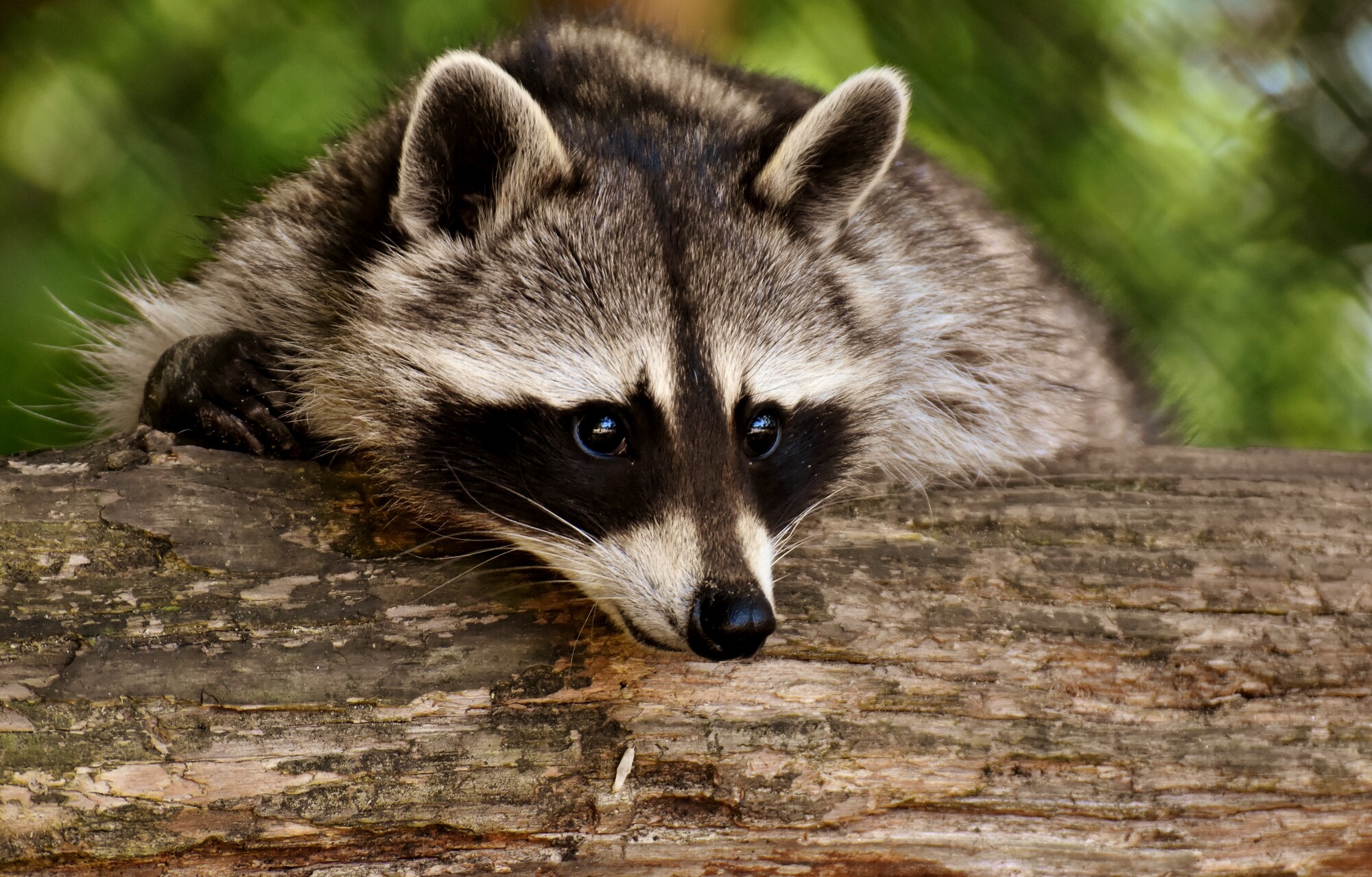 raccoon removal