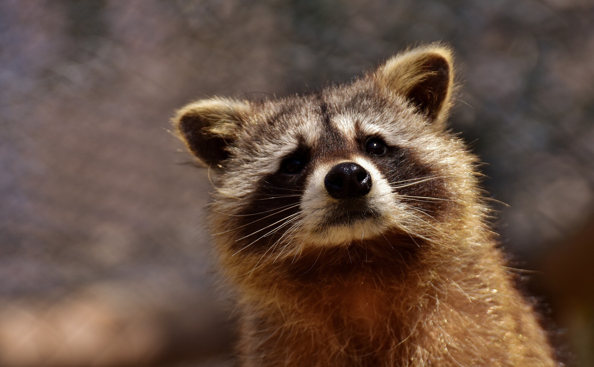 raccoon removal